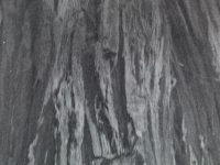 I see the Tree and the Tree sees me © Dagie Brundert